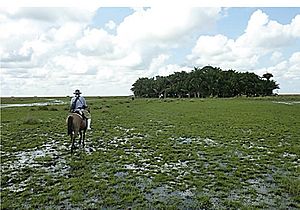 Man made island in llanos de moxos