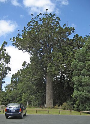 McKinneyKauri