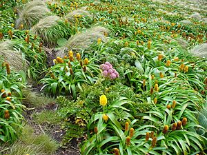 Megaherb community 1