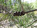 Melaleuca rhaphiophylla Swamp paperbark 3 Tone-Perup NR IV-2015