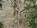 Melaleuca shiressii bark