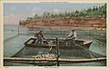 Milwaukee Public Museum Group, Lake Fisheries (NBY 23833)