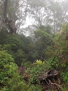 Mist and rainforest at lookout along Old School Road, Springbrook, Queensland