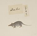 Naturalis Biodiversity Center - RMNH.ART.368 - Suncus murinus - Kawahara Keiga - 1823 - 1829 - Siebold Collection - pencil drawing - water colour