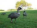 Nene Hawaiian Goose