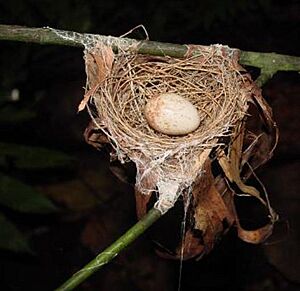 Nest of a Lepidothrix coronata