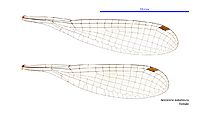 Nososticta kalumburu female wings (34664228012)