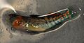 Orangethroat darter male