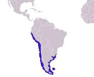 Otaria flavescens distribution.png