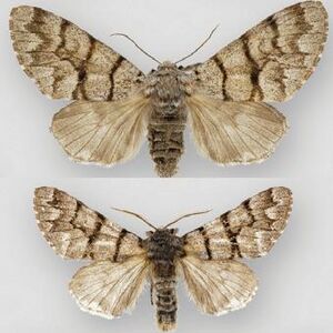 Panthea furcilla australis