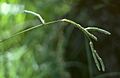 Paspalum dilatatum1