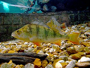 Perca fluviatilis2