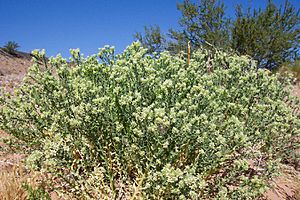Petalonyxthurberi.jpg