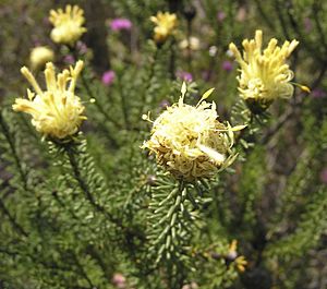 Petrophile cyathiforma.jpg