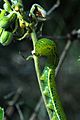 Phoebis sennae caterpillar