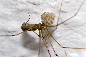 Daddy-long-legs with babies : r/spiders