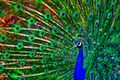 Portrait of peacock 