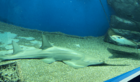Pristis clavata (Dwarf sawfish) in Aqua park.png