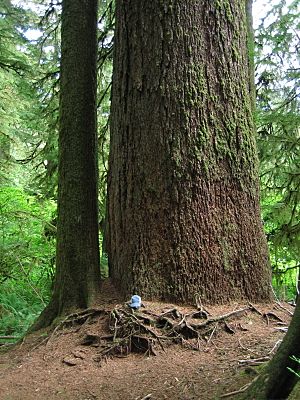 Pseudotsuga menziesii Valley of the Giants