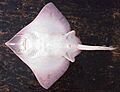Raja binoculara ventral