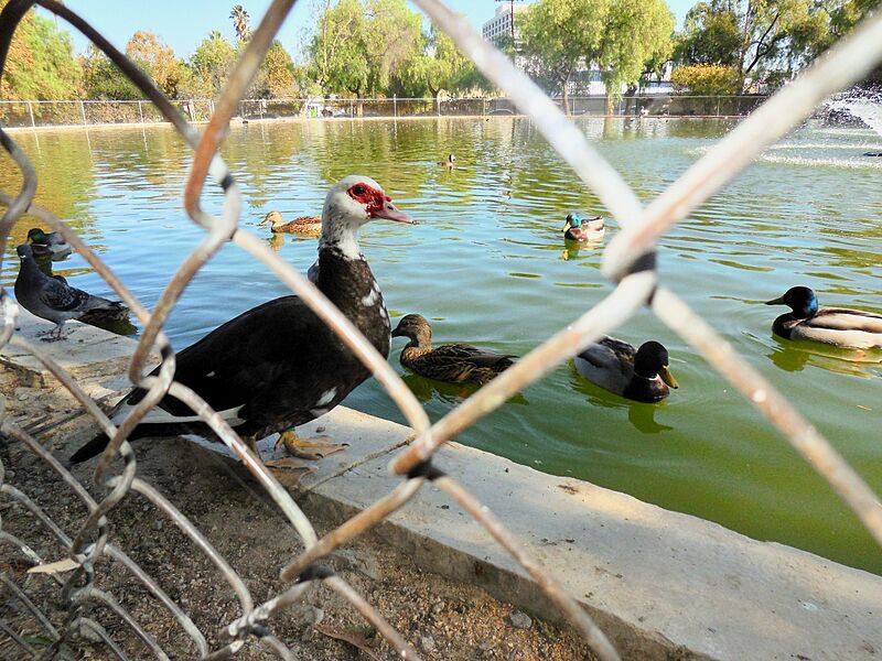 Ranch duck