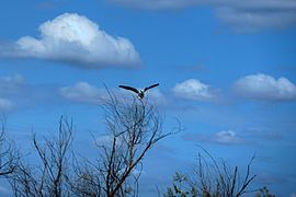 Bird landing on tree at Rancho Seco Lake
