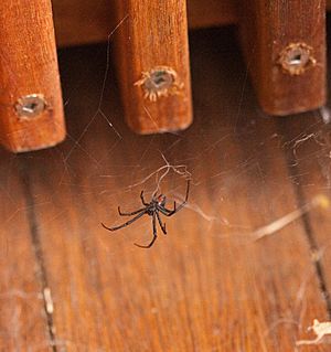 Redback Spider on deck