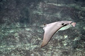 cownose ray food chain