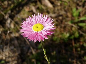 Rhodanthe chlorocephala rosea 02