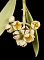 Santalum acuminatum - Flickr - Kevin Thiele