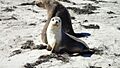 Sea Lion Mother & Cub - Pearson Island, Investigator Group Conservation Park, South Australia