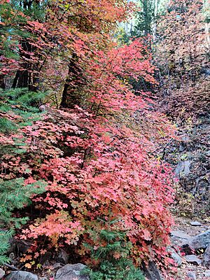 See Canyon Trail