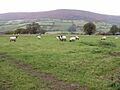 Sheep in a field beside Welsh Hunthouse - geograph.org.uk - 276870