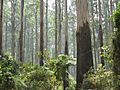 Sherbrooke Forest Dandenong Ranges