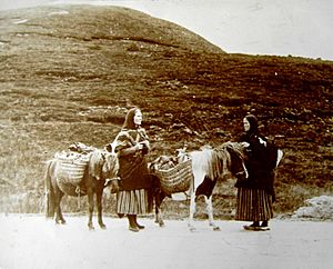 Shetland ponies ca 1900