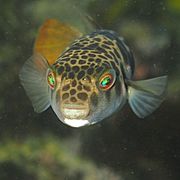 Smooth Toadfish-Tetractenos glaber