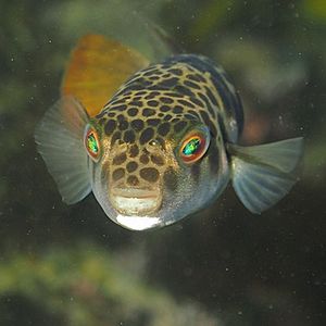 A fish with brown spots and orange eyes looks into camera.