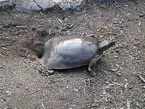 Softshell turtle laying eggs