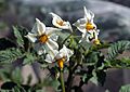 Solanum tuberosum UACH 0065 (03).jpg