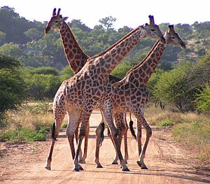 South African Giraffes, fighting