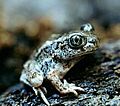Spadefoot pic