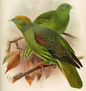 SphenocercusFormosaeKeulemans (cropped)