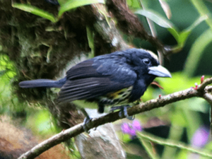 Spot-crowned-barbet2, crop.png