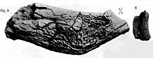 Suchosaurus girardi