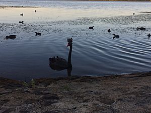 Swans at Lake Wendouree, Ballarat