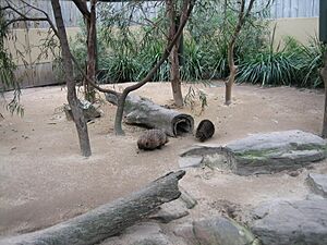 Tachyglossus aculeatus in Adelaide Zoo
