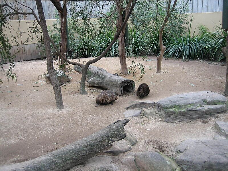 Tachyglossus aculeatus in Adelaide Zoo