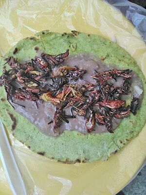 Taco de chapulines con frijoles