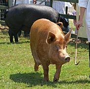 Tamworth Sow - Best of Breed