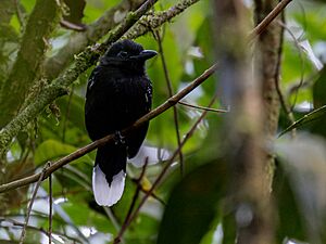 Thamnophilus melanothorax Band-tailed Antshrike (male); Serra do Navio, Amapá, Brazil (cropped).jpg
